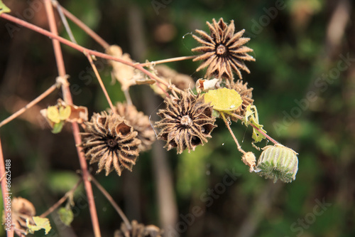 Abutilon indicum (L.) Sweet, Country Mallow, Indian Mallow. photo