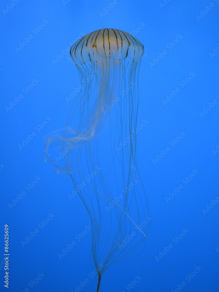 Jellyfish Jellyfish