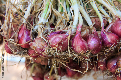Red Shallot.