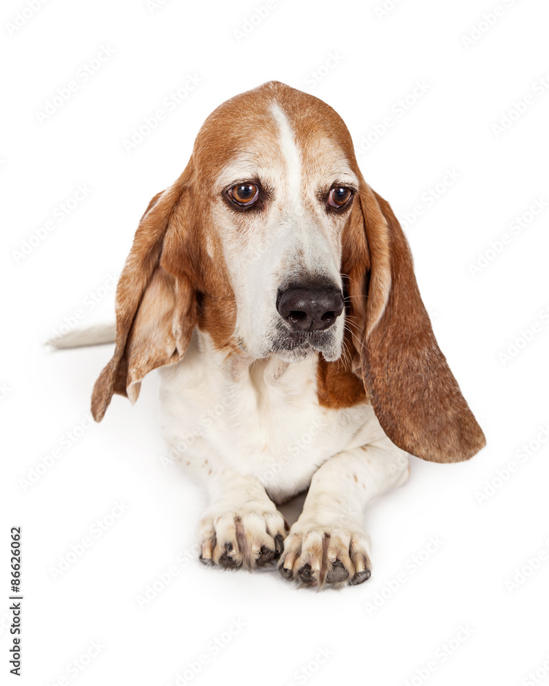 Sad Basset Hound Dog Laying