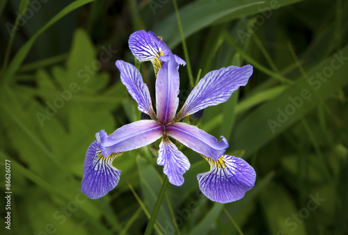 Fototapeta Naklejka Na Ścianę i Meble -  Purple iris wildflower in wetlands of White Memorial, Connecticu