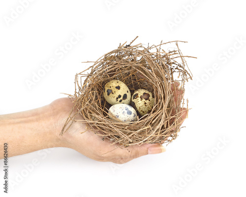 bird's nest and eggs isolated on white