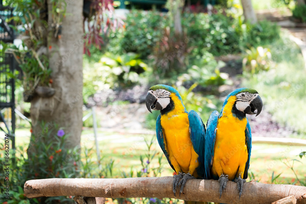 Obraz premium the macaws