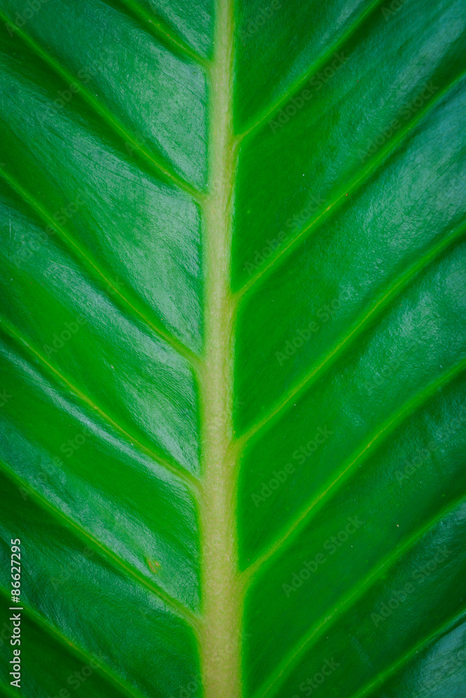 green leaf texture green leaf texture