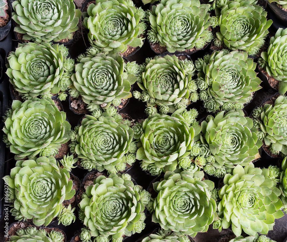 Miniature succulent plants Miniature succulent plants