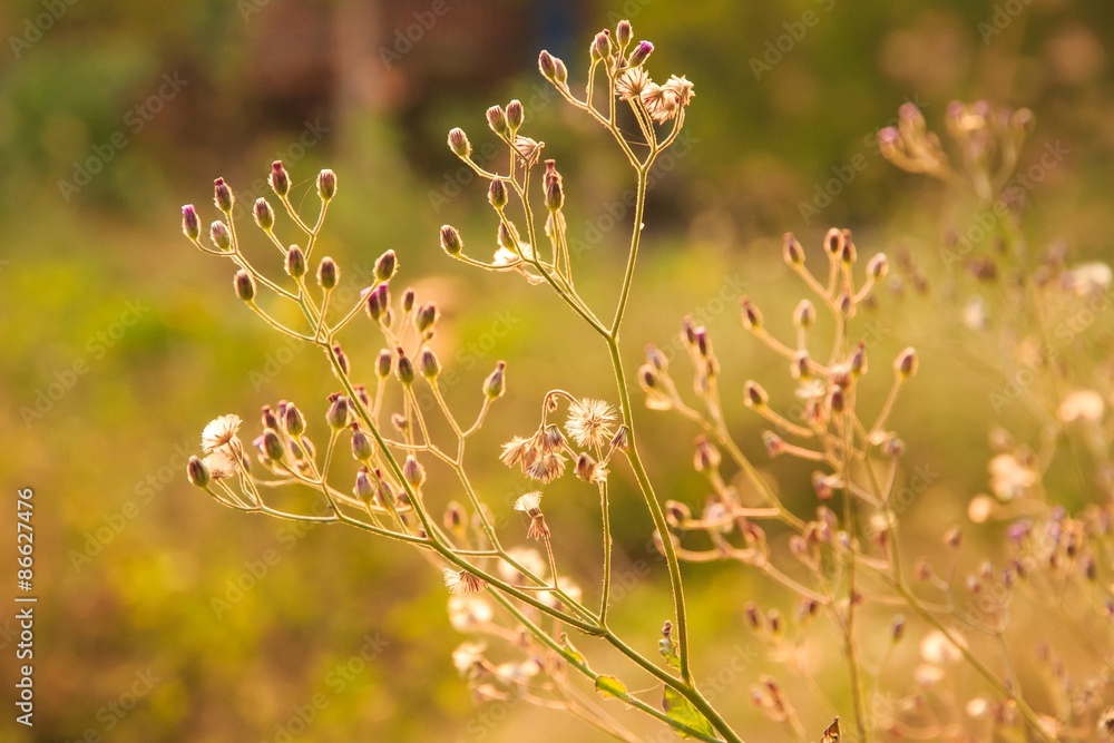 Purple Fleabane , Little iron weed , Ash-coloured fleabane. Purple Fleabane , Little iron weed , Ash-coloured fleabane.