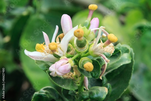 Lime Flowers.