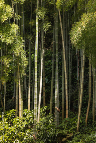 close up of bamboo growing in forest