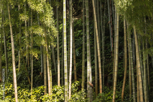 giant bamboo stems growing in forest