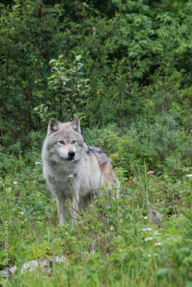Female grey wolf in an open meadow near Golden, British Columbia