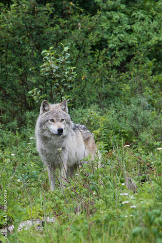 Female grey wolf in an open meadow near Golden  British Columbia