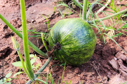 Kabocha Squash. photo