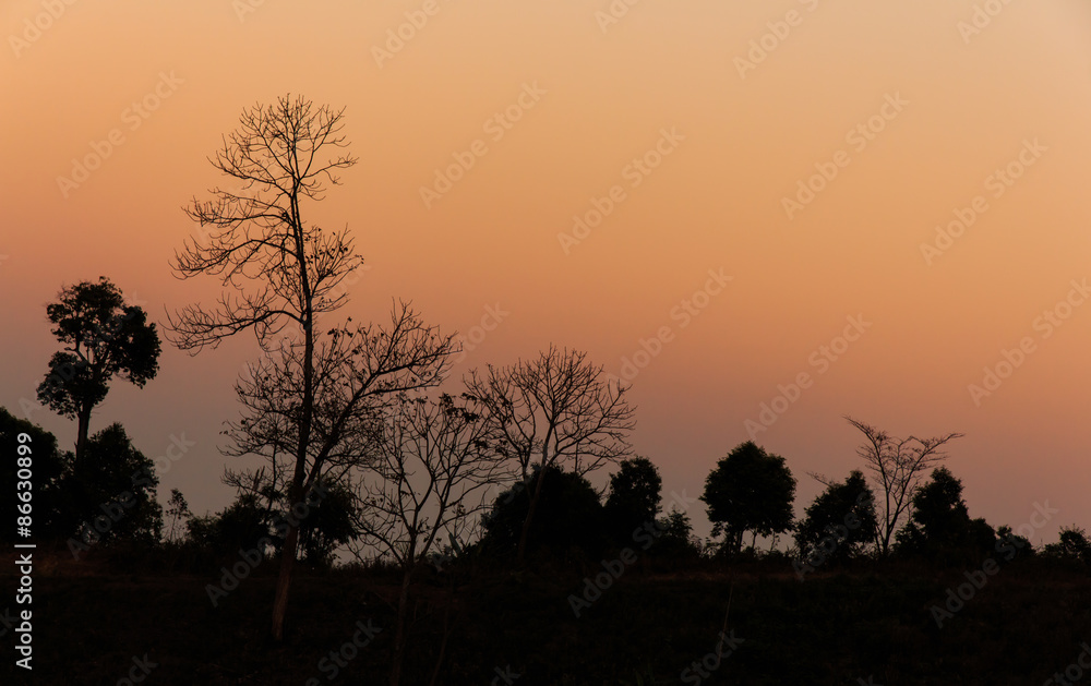 Fototapeta premium Golden Sunlight Silhouette Tree.