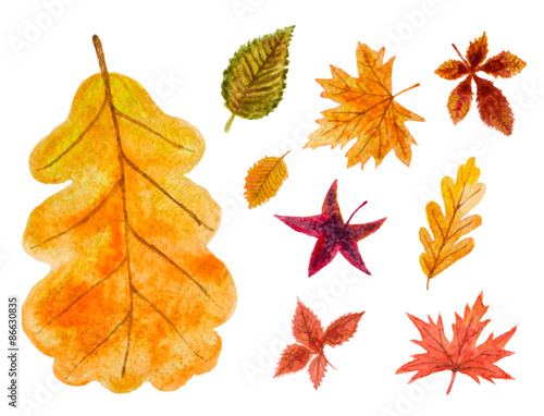 set of autumn leaves. vector watercolor illustration