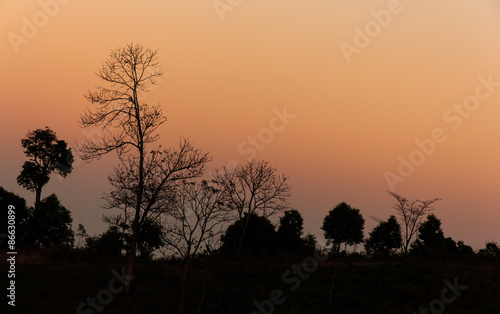 Golden Sunlight Silhouette Tree.