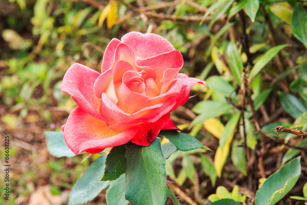 Rose, Natural Flower of Love.