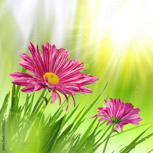 Purple spring flowers with grass on green background