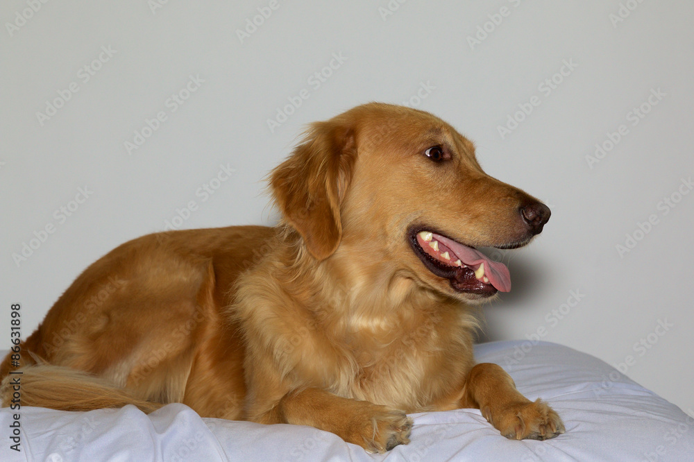 Happy Golden Retriever Dog Laying
