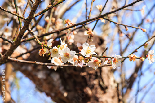 Prunus mume.Siebold & Zucc.