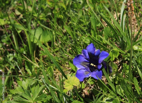 Blue Gentian on a green meadow