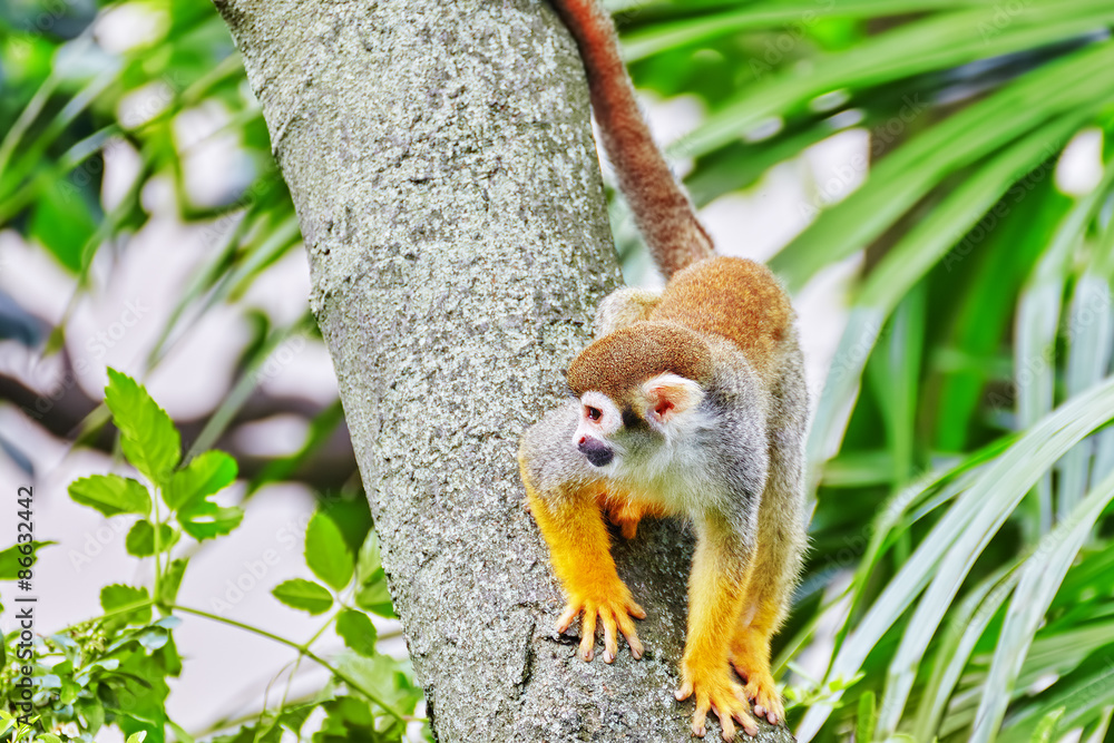 Obraz premium Common Squirred Monkey.