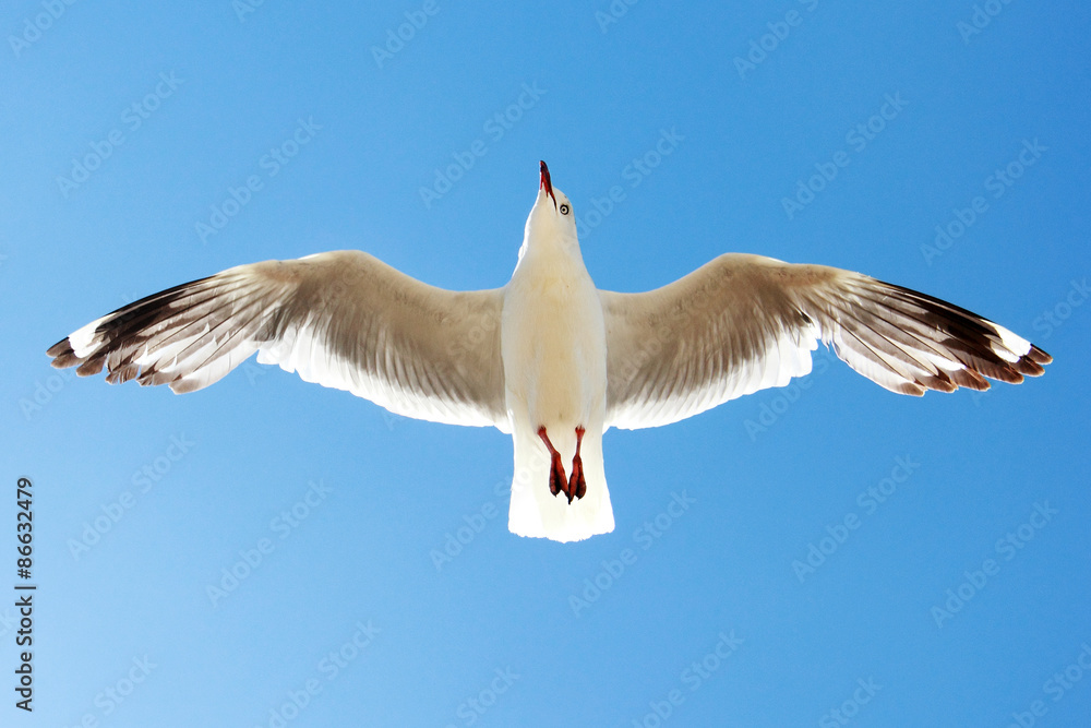 Fototapeta premium a bird flying high in the sky