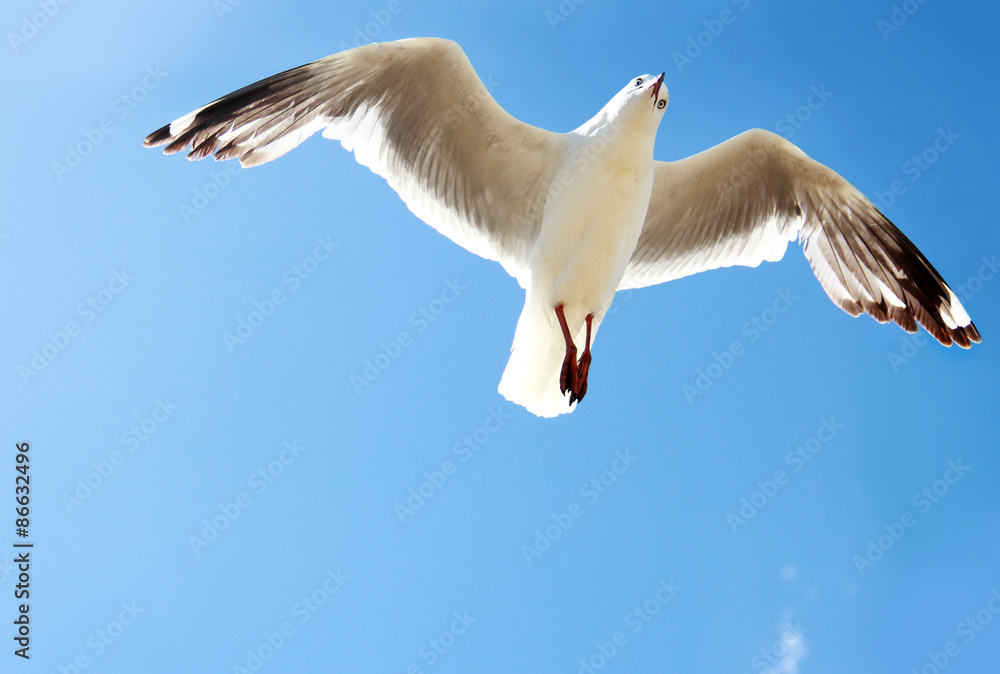 Obraz premium a bird flying high in the blue sky