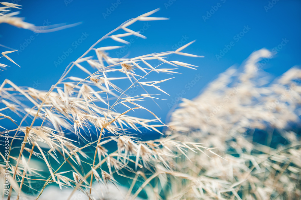 Fototapeta premium Beautiful wild grass on the sea coast.