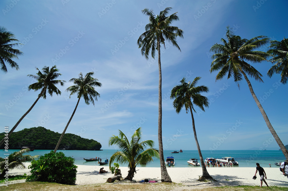 Fototapeta premium Coconut beach in Island
