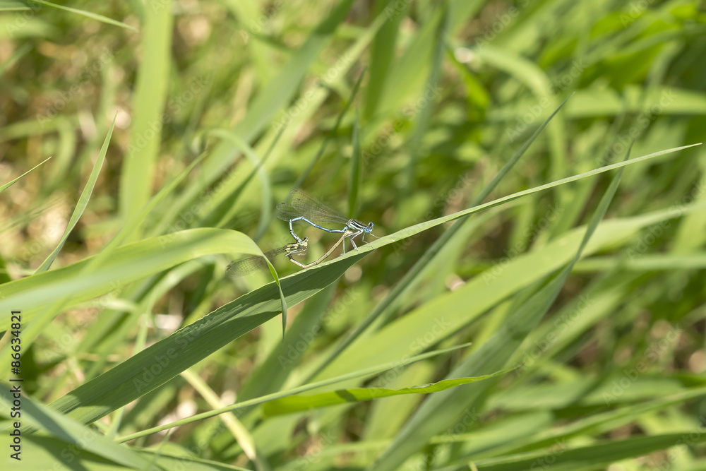 Dragonfly in the Nature