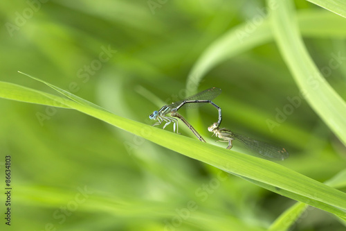 Dragonflies in the Love in the Nature