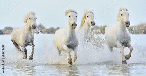 Fototapeta Naklejka Na Ścianę i Meble -  Herd of White Camargue horses running through water