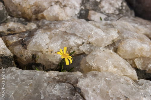 Flower grows in a cervice