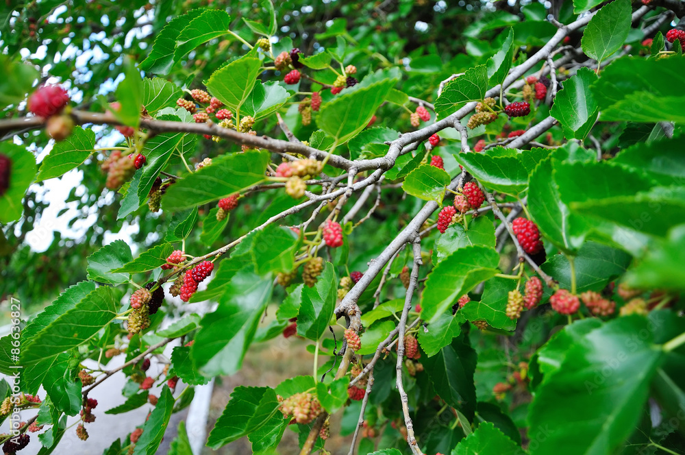 Mulberry Mulberry