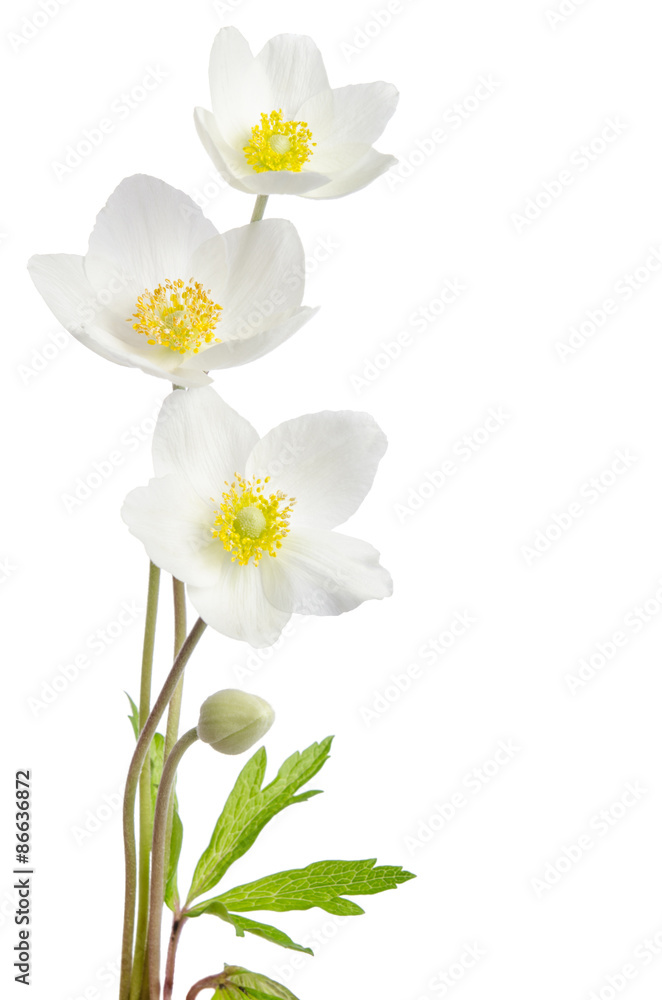 Obraz premium White anemone flowers isolated on white background