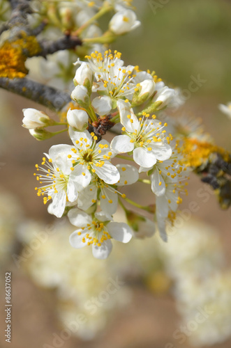 pear blossom