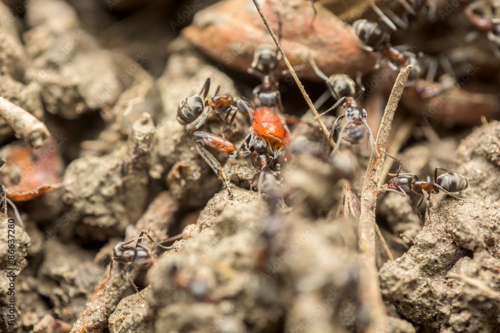 Swarm Of Ants Eating Insect Macro Close Up Swarm Of Ants Eating Insect Macro Close Up