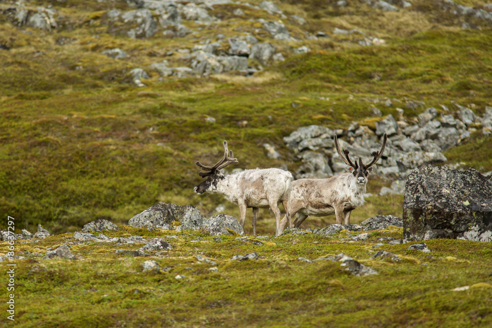 Obraz premium Two reindeer with large antlers standing on a rocky landscape nead Nordkap in Northern Norway, Europe