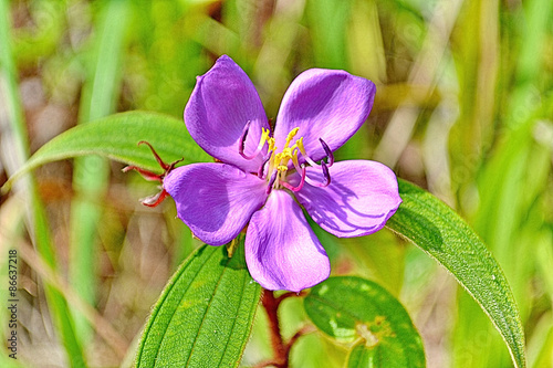 Malabar melastome (Indian rhododendron)  