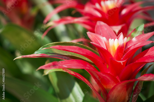 Guzmania red flower closeup photo