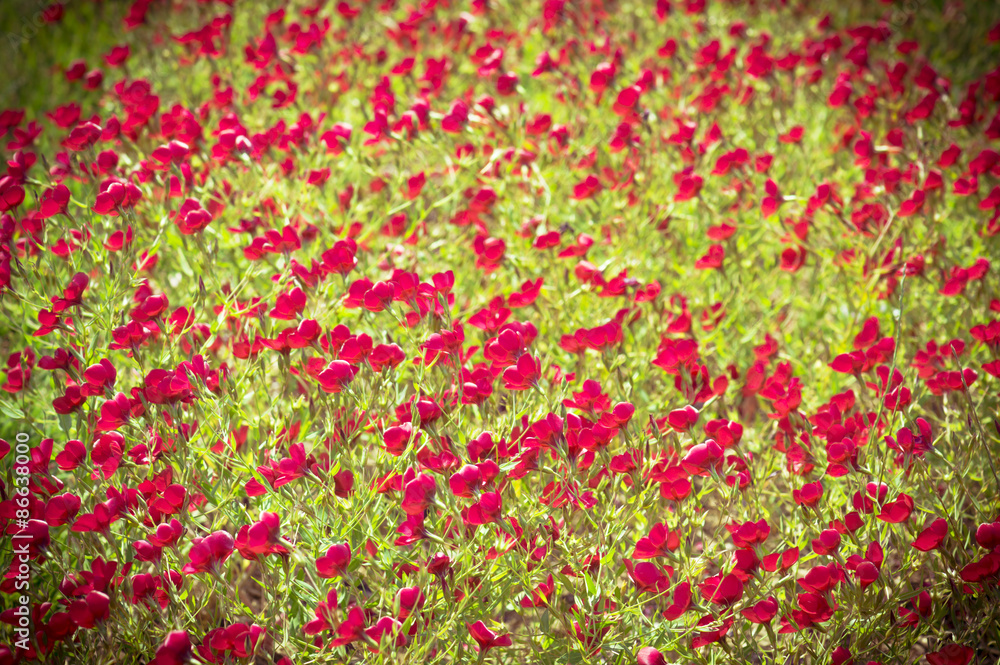 Red flowers on a meadow background