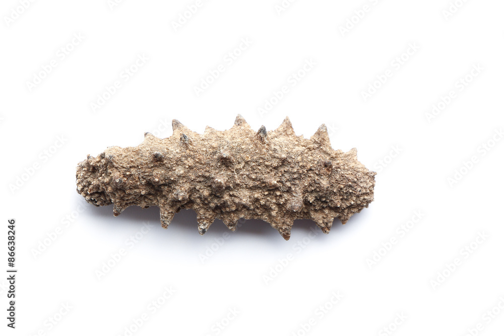 Obraz premium Sea cucumber