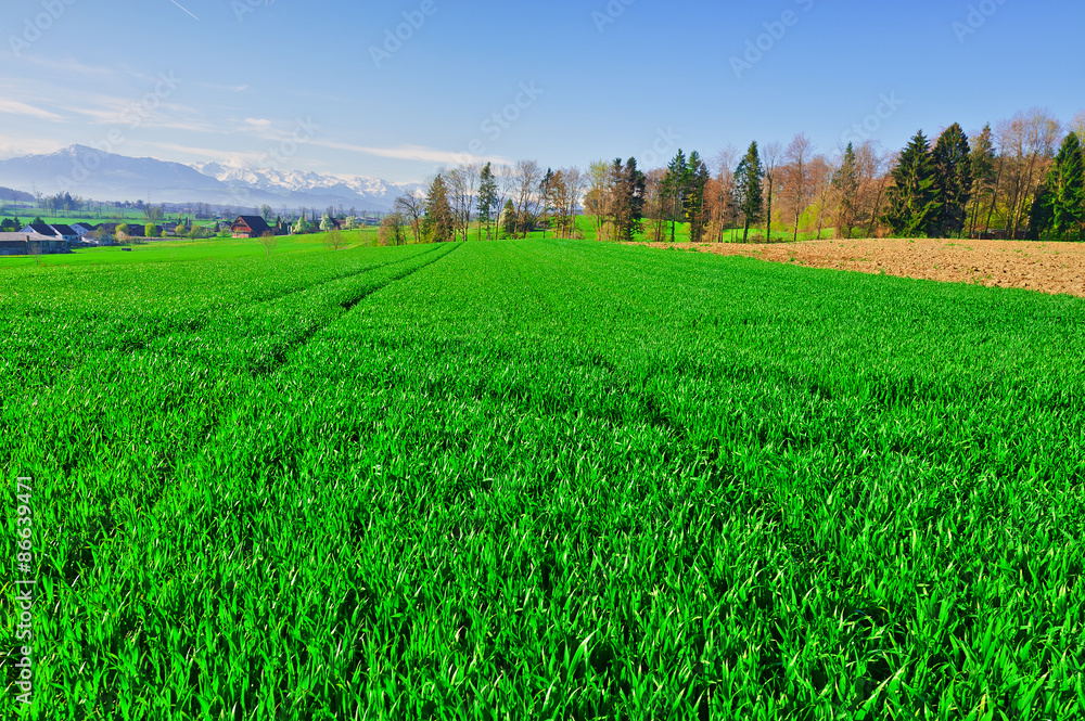 Fototapeta premium Pasture