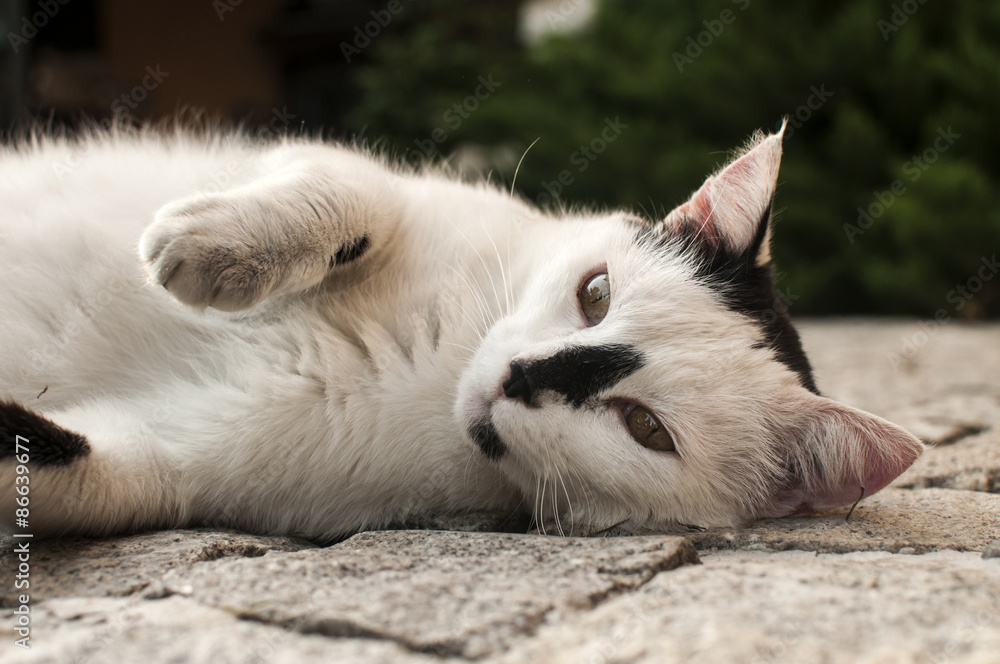 Black and white cat lying on paved garden surface closeup