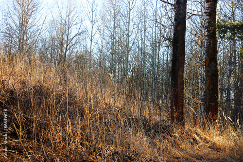 Wallpaper Mural outdoor landscape trees in nature Torontodigital.ca