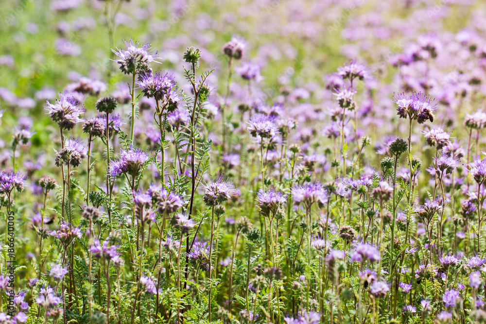 agricultural field of phacelia flowers