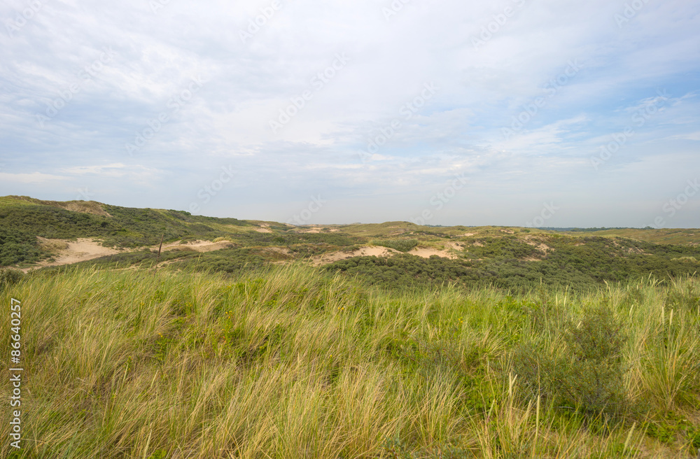 Dunes along the dutch coast in summer