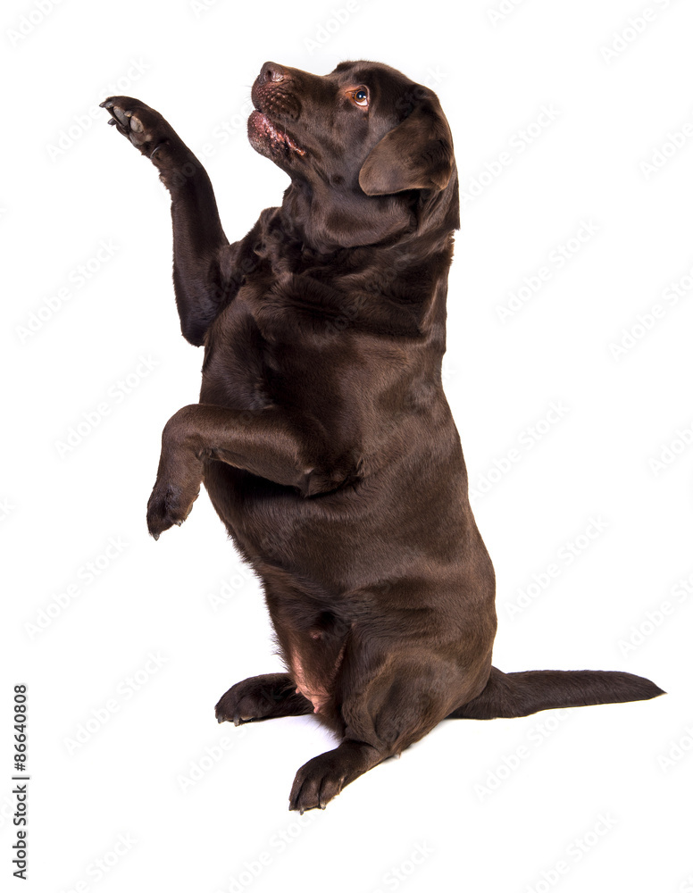 Obraz premium Labrador