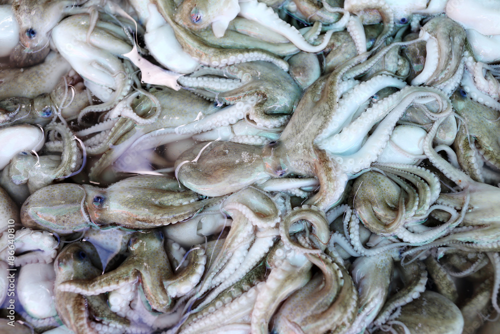 pile of raw giant squid. pile of raw giant squid.