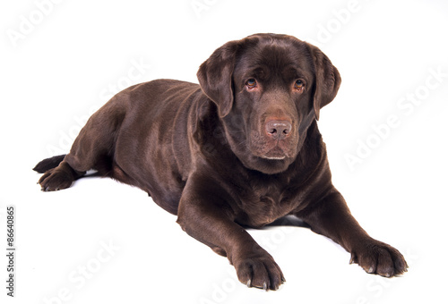 Labrador